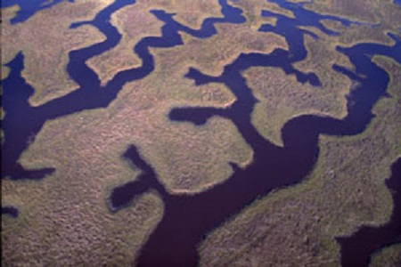 Salt marsh of the Timucuan Ecological and Historic Preserve Salt marsh of the Timucuan Ecological and Historic Preserve