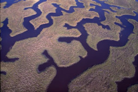 Salt marsh of the Timucuan Ecological and Historic Preserve