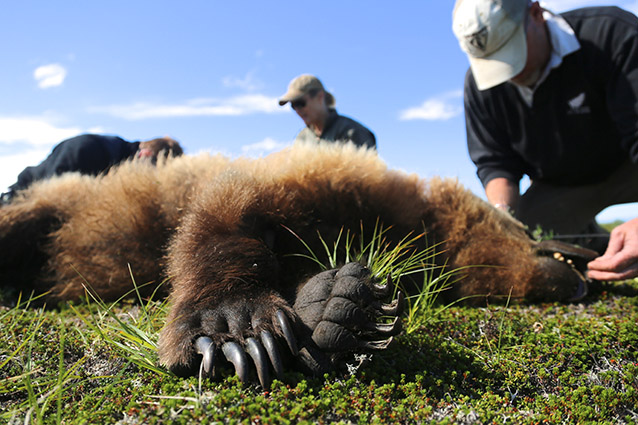 two men kneeling near an unconscious brown bear