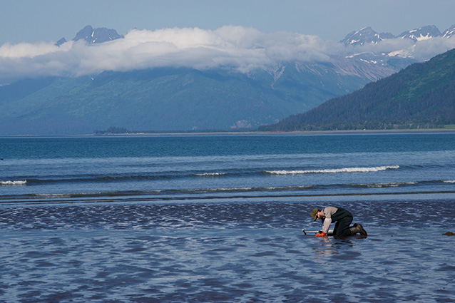 a person kneeling in a tidal mudflat digging in the ground a person kneeling in a tidal mudflat digging in the ground