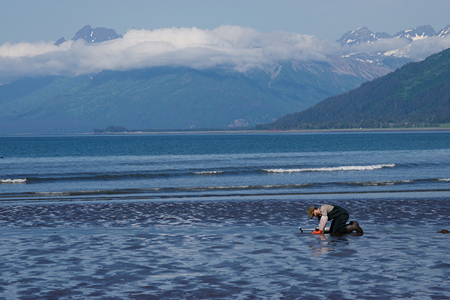 a person kneeling in a tidal mudflat digging in the ground