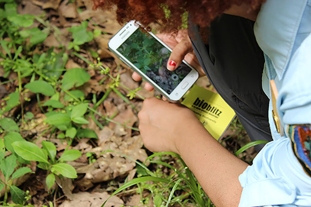 A youth ambassador takes a photo with her smartphone for BioBlitz 2016 in Washington, DC. 