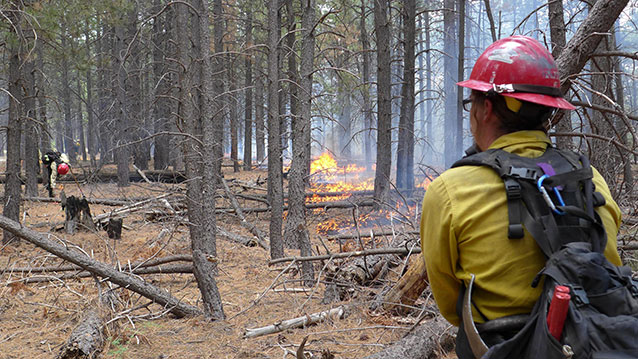 Firefighter monitoring the Deer Head fire at Saguaro National Park in Arizona.