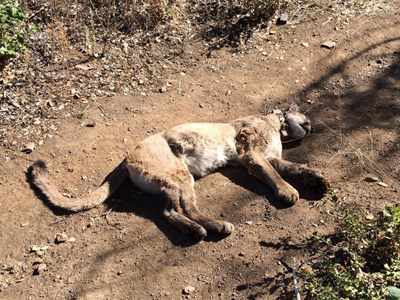 Carcass of a collared mountain lion on a trail