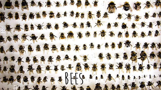a white box filled with rows of pinned bees of various sizes