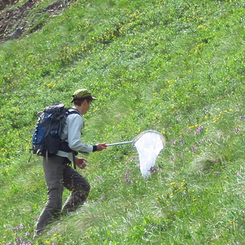 a researcher hikes up a hill with a bug net