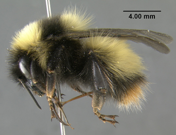 a close up of Bombus neoboreus