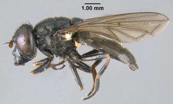 close up of a small black fly close up of a small black fly