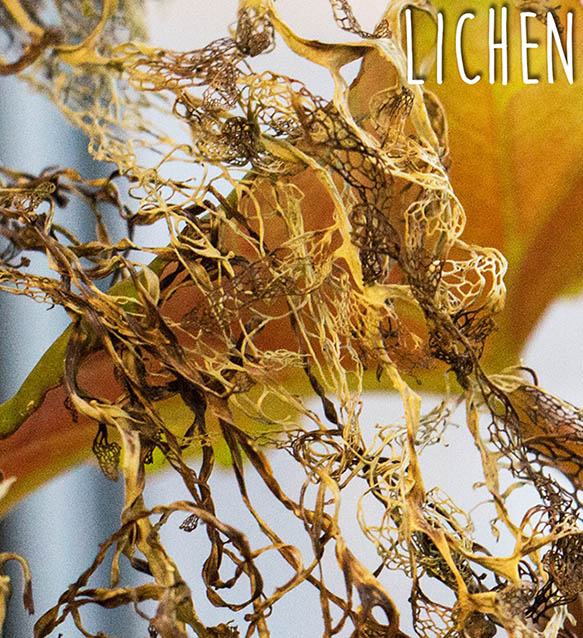 a close up of a brown and yellow organism called lichen a close up of a brown and yellow organism called lichen