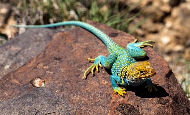 Collared lizard on a rock