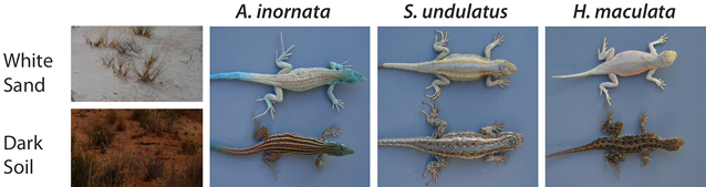 Photos of white sand, dark soil, and light and dark lizards of three different species