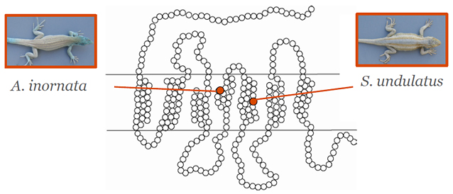 Schematic of the Mc1r gene with the position of the mutations marked in red