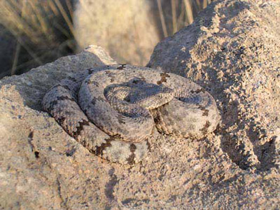 Mottled rock rattlesnake curled up on a matching rock