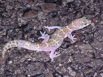 Nghttime flash photo of a Texas banded gecko on ashphalt