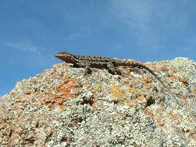 Big Bend tree lizard atop a lichen-covered boulder