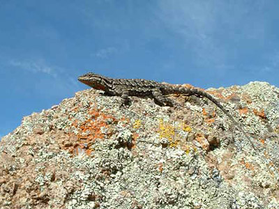 Big Bend tree lizard atop a lichen-covered boulder Big Bend tree lizard atop a lichen-covered boulder