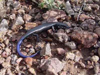 Juvenile Great Plains skink on rocky ground