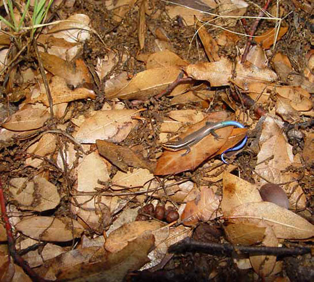 Juvenile short-lined skink walking through leaf litter Juvenile short-lined skink walking through leaf litter