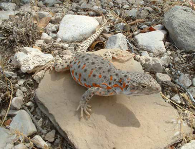 Long-nosed leopard lizard perched on a flat rock Long-nosed leopard lizard perched on a flat rock