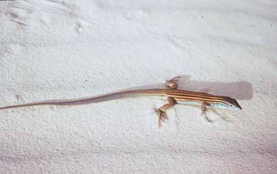 Little striped whiptail lizard on white gypsum sand Little striped whiptail lizard on white gypsum sand