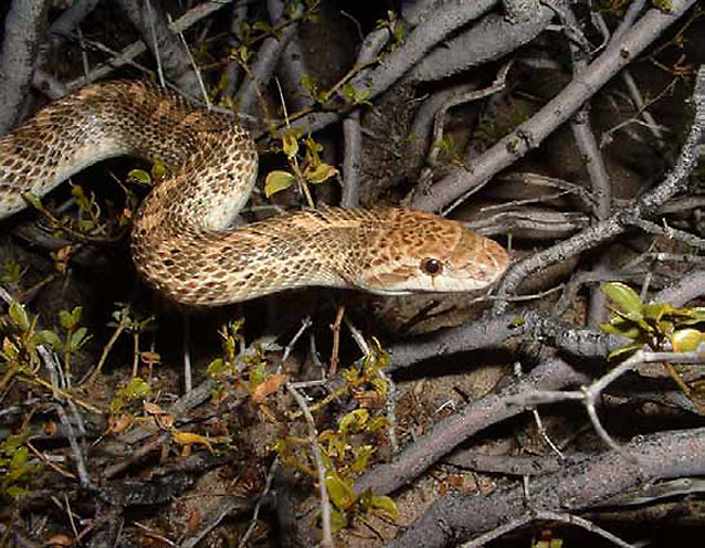 Nighttime flash photo of a painted desert glossy snake navigating desert scrub Nighttime flash photo of a painted desert glossy snake navigating desert scrub