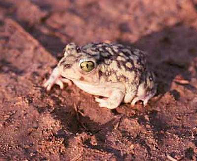 Spadefoot toad on reddish soil Spadefoot toad on reddish soil