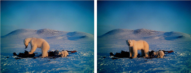 two images of a polar bear adult and cub eating a dead muskox two images of a polar bear adult and cub eating a dead muskox