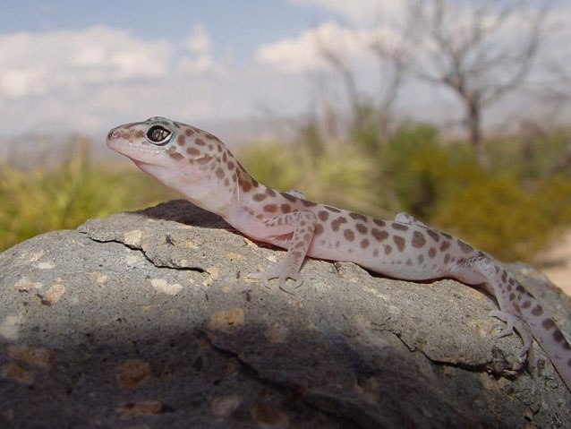 Reticulate Banded Gecko atop a boulder overlooking a desert landscape