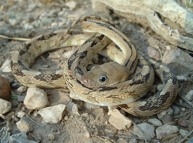 Camouflaged, curled up trans-Pecos ratsnake