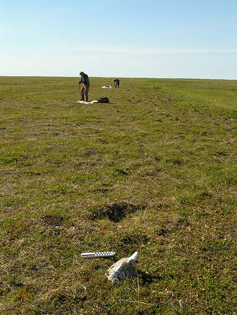 people in a tree-less field picking up bones people in a tree-less field picking up bones