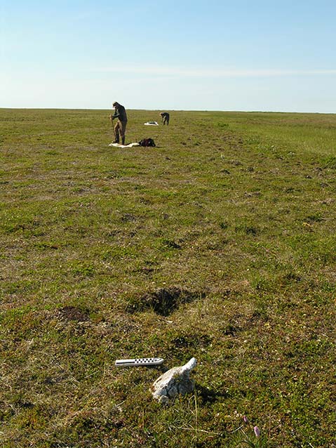 people in a tree-less field picking up bones