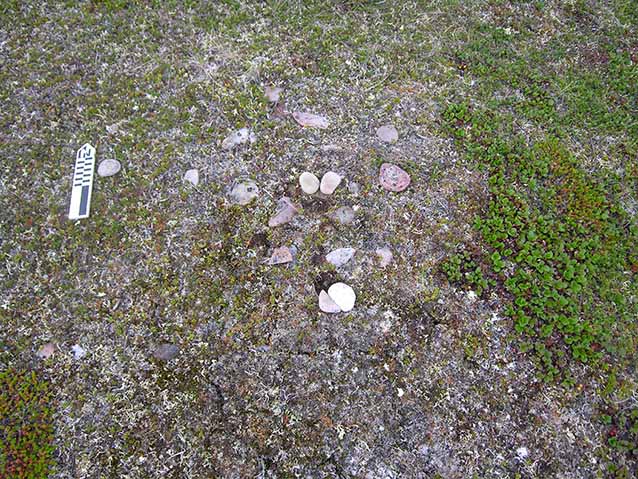 rocks and grass