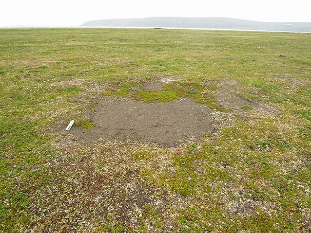 a tree-less meadow