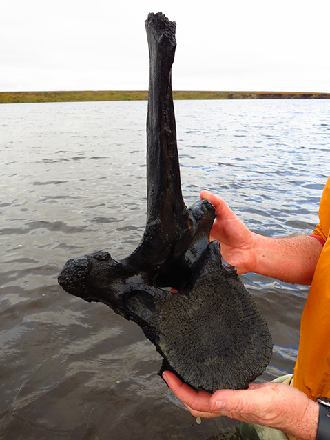 a person holding a very large vertebra