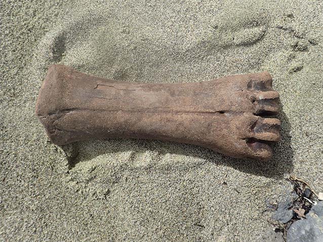 a large bone sitting on sand a large bone sitting on sand