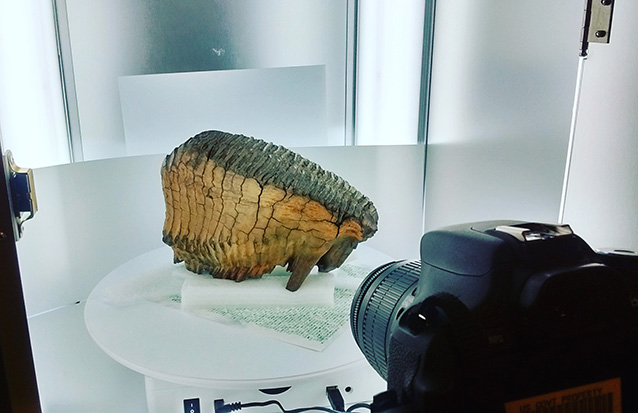 a very large fossilized tooth