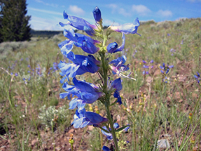 Bright blue flower (penstemon Bright blue flower (penstemon