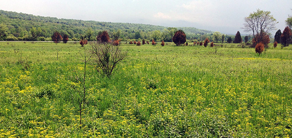 Verdant vegetation in an open meadow.