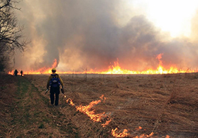 A firefighter uses a drip torch to burn in open space.