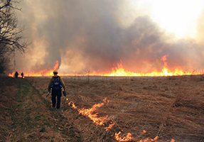 A firefighter uses a drip torch to burn in open space. A firefighter uses a drip torch to burn in open space.