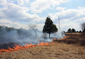 Line of fire burns past a coniferous tree.