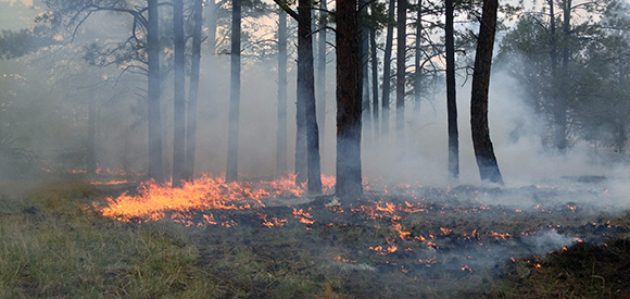 A ground fire clears vegetation from the forest floor.