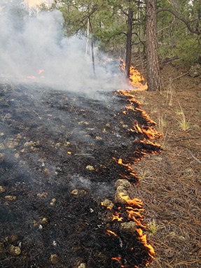 Close-up picture of a creeping ground fire.