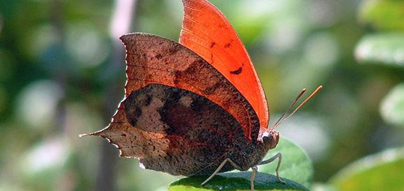 Orange and brown butterfly on a leaf.