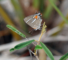 A beige, white, and orange butterfly clings to a woody stalk on a plant.