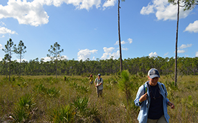 Two people walk through the vegetation of a pine rockland ecosystem.