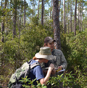  A woman and a man look at an electronic device in a pine rockland ecosystem.