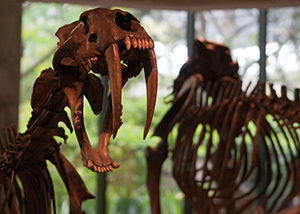 Smilodon fatalis fossil skeleton Smilodon fatalis fossil skeleton