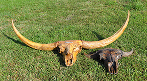 Two casts of extinct bison skulls