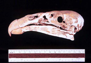 fossil condor skull